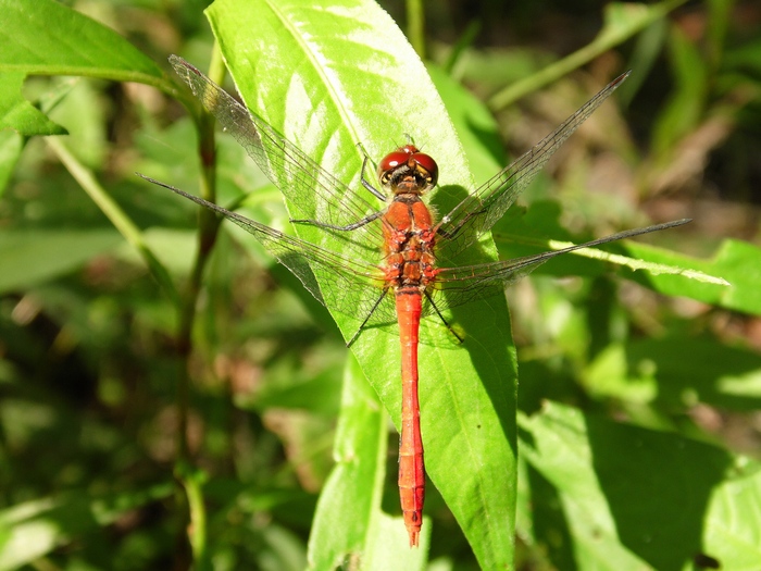 Parco del ticino 4/8/12